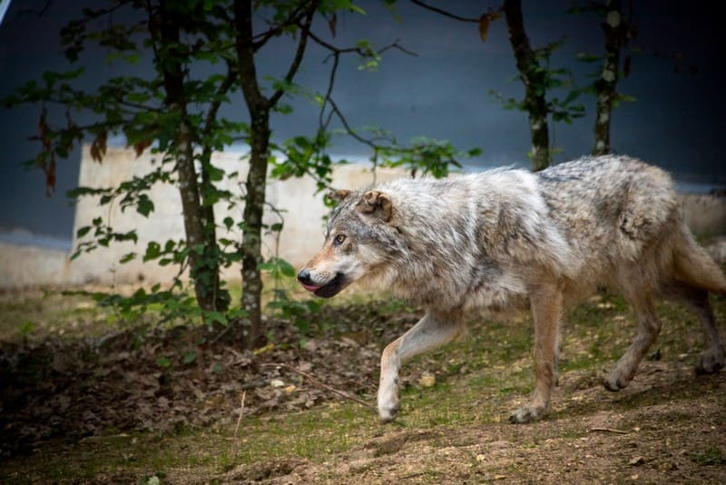 Parc du Thot - Site culturel à visiter © Dan Courtice